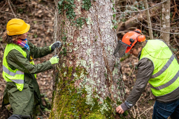 Trusted Hilton Head Island, SC Tree Removal Services Experts